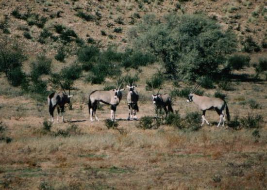 Les princes de Namibie